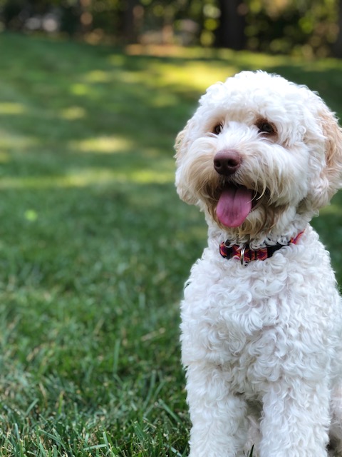 cornerstone australian labradoodles