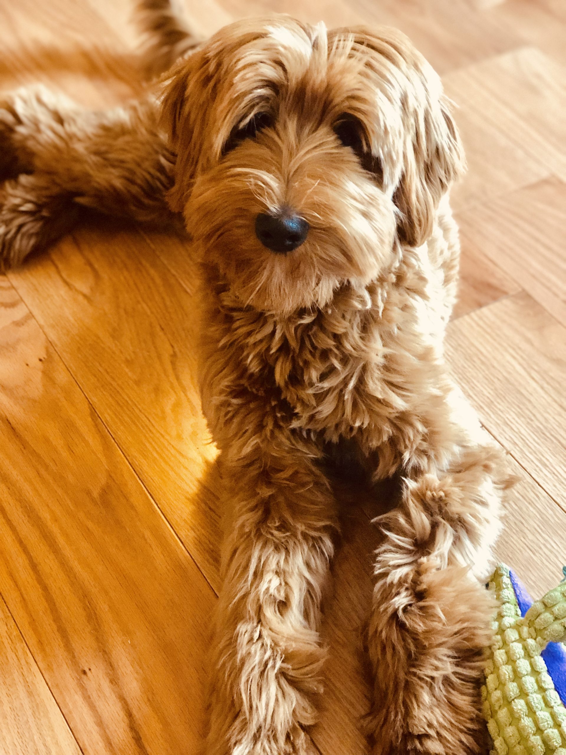 cornerstone australian labradoodles