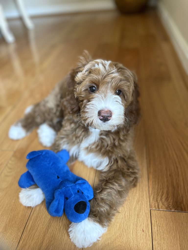 Guardian Opportunity Available Cornerstone Australian Labradoodles